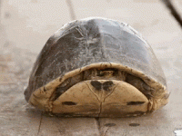 1664738331842.gif