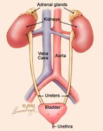 nonspecific-infections-of-the-bladder-acute-and-chronic-cystitis-and-acute-urethral-syndrome-i...jpg