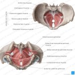 pelvic-floor-muscles_english.jpg