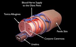 Penis-cross-section-anatomy_000.jpg