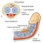 7946_-_Peyronies_disease_FAQ.width-840.jpg