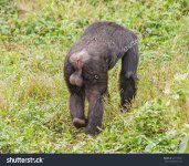 stock-photo-adult-male-chimpanzee-with-big-balls-going-down-on-all-fours-goes-away-ngamba-isla...jpg