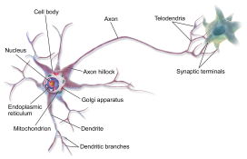 Blausen_0657_MultipolarNeuron_from_wikipedia.png