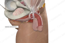 SuspensoryLigament.webp