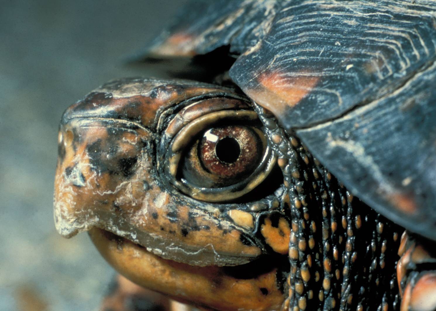 Eastern_Box_Turtle_Head.jpg