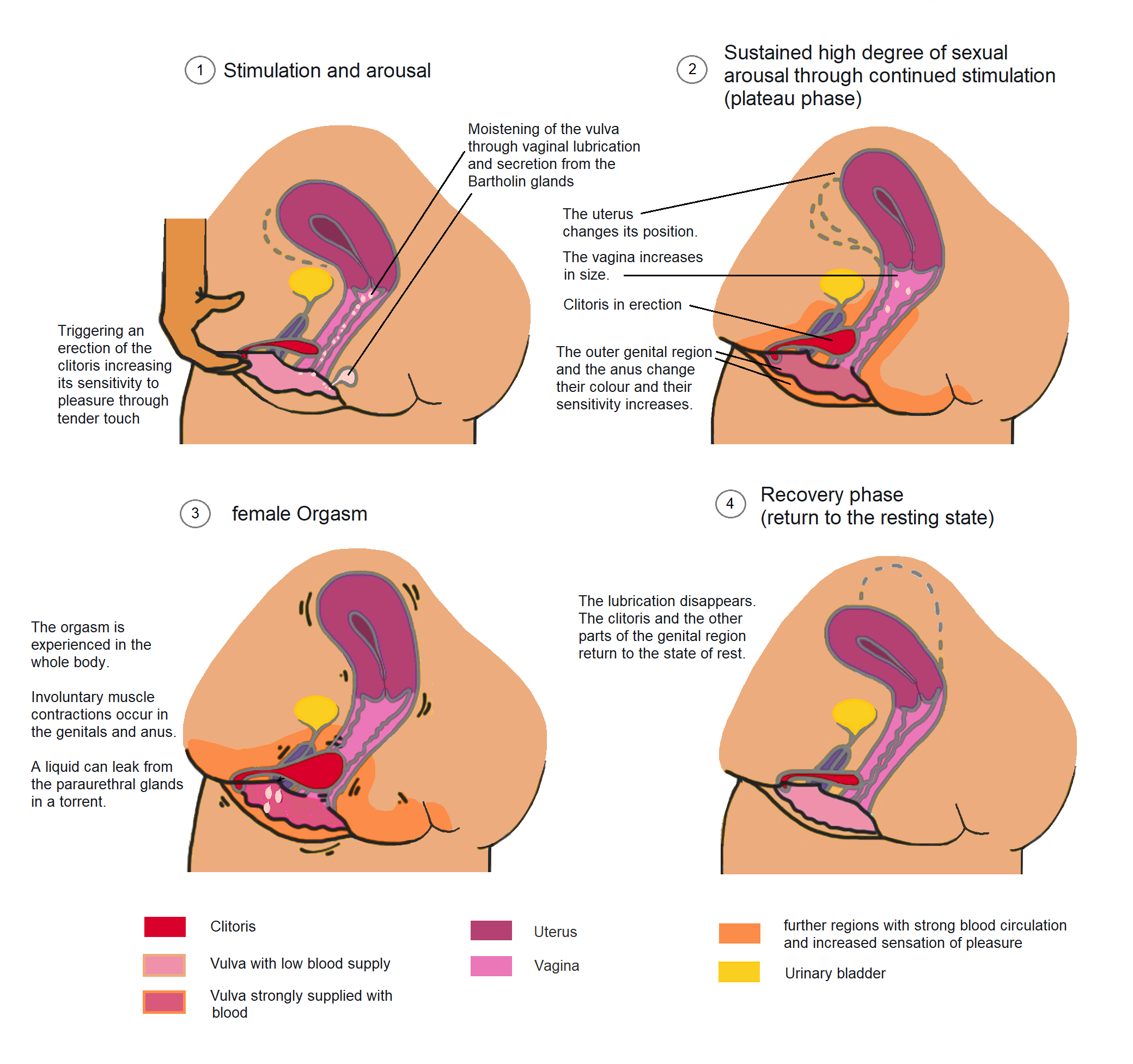 Phases_of_sexual_arousal_and_female_orgasm.png