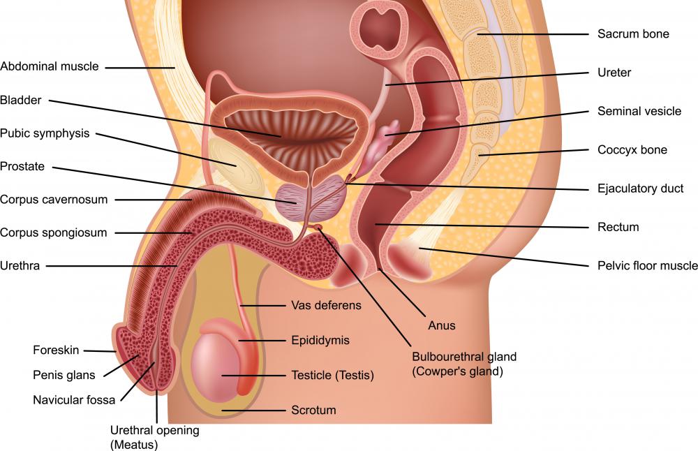 male-reproductive-system-diagram.jpg