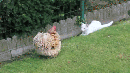 giphy.gif