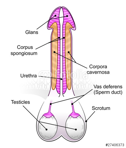 Penis%2Bdiagram.jpg