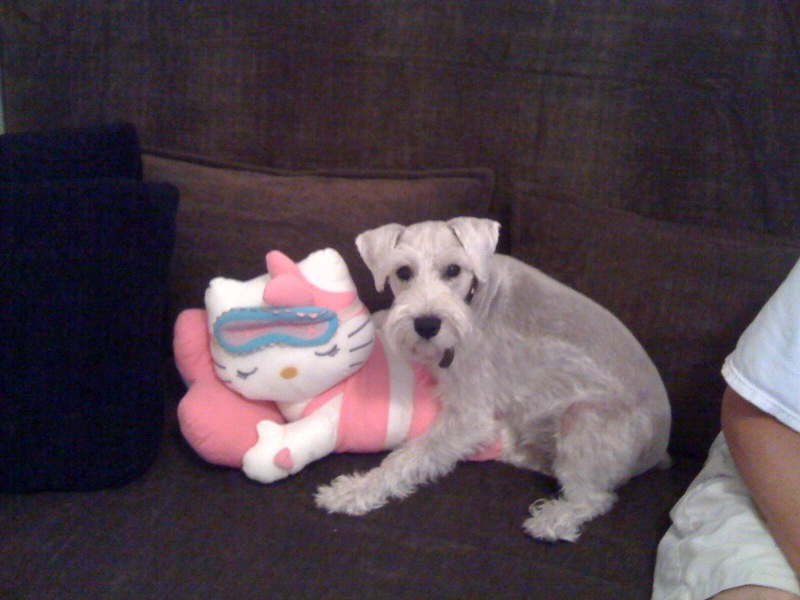 hello-kitty-dog-love.jpg