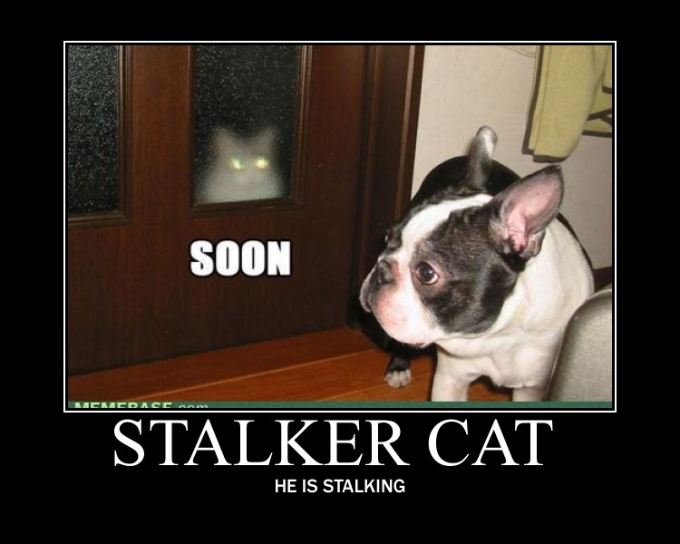 stalker_cat_by_6seacat9-d4gzk7a.jpg